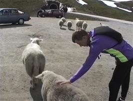 24.4 miles: Julian with the friendly Norwegian sheep at the Storeskrea viewpoint at the top of the climb, 922m above sea level.  The Storehaug tunnel can be seen in the distance